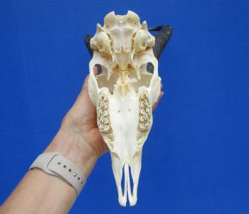 Male African Springbok Skull with 9-1/4 and 9-1/2 inches Horns for $74.99