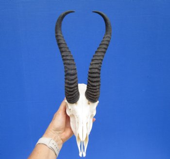 African Male Springbok Skull with 11 and 10-1/2 inches <font color=red> Grade B</font> for $59.99