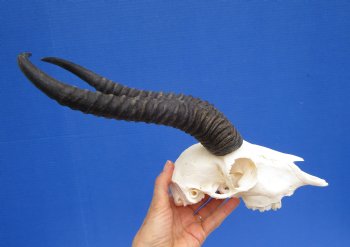 African Male Springbok Skull with 11 and 10-1/2 inches <font color=red> Grade B</font> for $59.99
