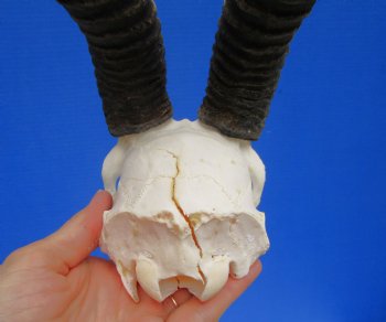African Male Springbok Skull with 11 and 10-1/2 inches <font color=red> Grade B</font> for $59.99