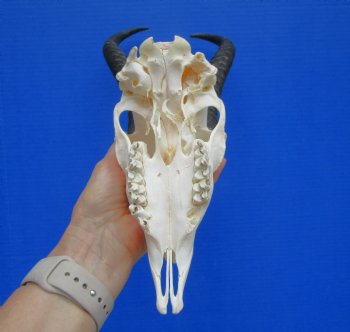 African Male Springbok Skull with 11 and 10-1/2 inches <font color=red> Grade B</font> for $59.99