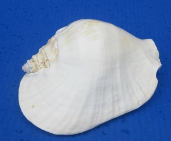 Wholesale Pacific Strombus Latissimus Conch Shell, Frog Conch (6-7") - 20 @ $5 each