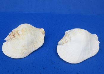 Wholesale Pacific Strombus Latissimus Conch Shell, Frog Conch (6-7") - 20 @ $5 each