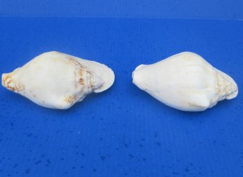 Wholesale Pacific Strombus Latissimus Conch Shell, Frog Conch (6-7") - 20 @ $5 each