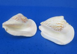Pacific Strombus Latissimus Conch Shell, Frog Conch (6-7") - $9.60 each