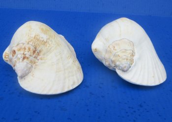 Wholesale Pacific Strombus Latissimus Conch Shell, Frog Conch (6-7") - 20 @ $5 each