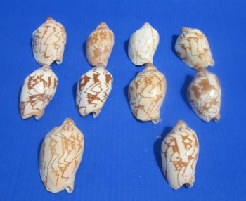 3 to 4 inches Noble Volute Shells, Cymbiola Nobilis for Seashell Crafts - 10 @ .80 each