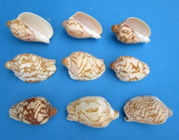 2 to 3 inches Noble Volute Shells, Cymbiola Nobilis for Seashell Crafts - 25 @ .64 each