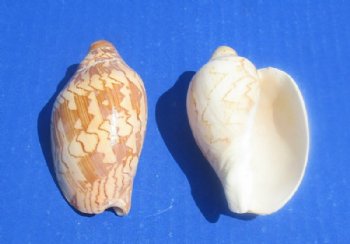 3 to 4 inches Noble Volute Shells, Cymbiola Nobilis for Seashell Crafts - 10 @ .80 each