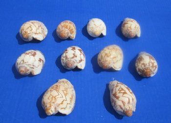 3 to 4 inches Noble Volute Shells, Cymbiola Nobilis for Seashell Crafts - 10 @ .80 each