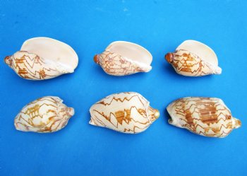 3 to 4 inches Noble Volute Shells, Cymbiola Nobilis - 10 @ .96 each