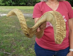 34 inches Large African Merino Ram, Sheep Horn for $41.99