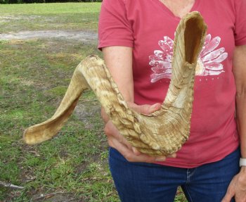 34 inches Large African Merino Ram, Sheep Horn for $41.99