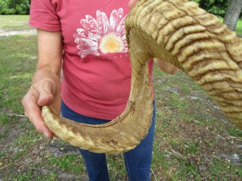 34 inches Large African Merino Ram, Sheep Horn for $41.99