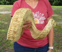 29 inches Large African Merino Ram, Sheep Horn for $35.99