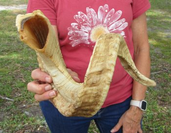 29 inches Large African Merino Ram, Sheep Horn for $35.99