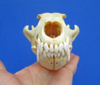 North American Coyote Skull, 7-7/8" by 4" - Buy this one for $44.99
