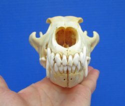 North American Coyote Skull, 7-7/8" by 4" - Buy this one for $44.99