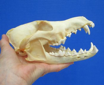 North American Coyote Skull, 7-7/8" by 4" - Buy this one for $44.99
