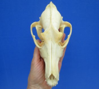 North American Coyote Skull, 7-7/8" by 4" - Buy this one for $44.99
