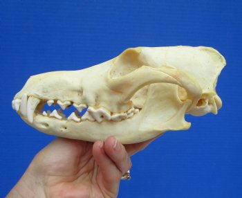 North American Coyote Skull, 7-7/8" by 4" - Buy this one for $44.99