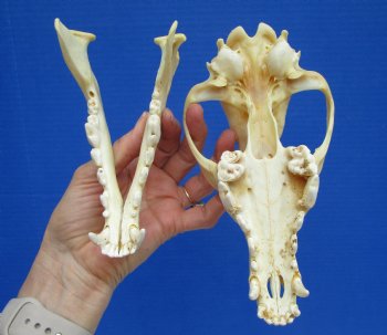 North American Coyote Skull, 7-7/8" by 4" - Buy this one for $44.99