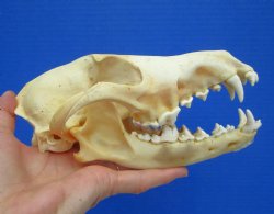 North American Coyote Skull, 7-1/2" by 3-3/4" - Buy this one for $44.99