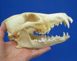 North American Coyote Skull, 7-3/4" by 3-3/4" - Buy this one for $44.99