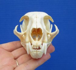 4-1/2 inches Authentic Bobcat Skull for $69.99