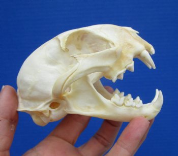 4-1/2 inches Authentic Bobcat Skull for $69.99