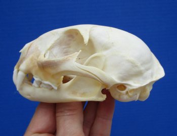 4-1/2 inches Authentic Bobcat Skull for $69.99