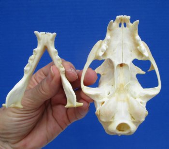 4-1/2 inches Authentic Bobcat Skull for $69.99