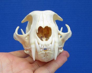 5 inches Real Bobcat Skull for $69.99