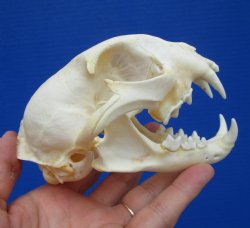 5 inches Real Bobcat Skull for $69.99
