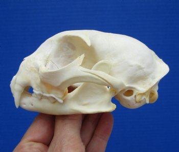 5 inches Real Bobcat Skull for $69.99