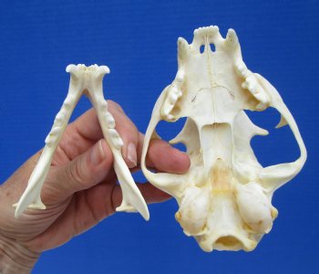 5 inches Real Bobcat Skull for $69.99
