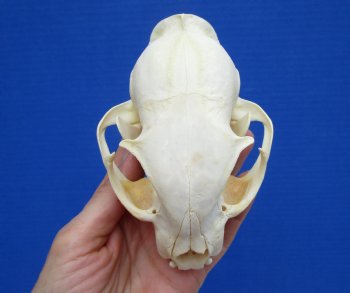 5 inches Real Bobcat Skull for $69.99