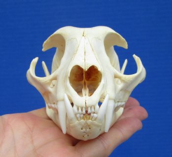 4-7/8 inches Authentic Bobcat Skull for $69.99
