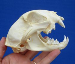 4-7/8 inches Authentic Bobcat Skull for $69.99