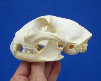 4-7/8 inches Authentic Bobcat Skull for $69.99