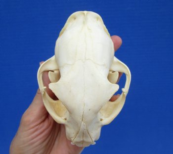 4-7/8 inches Authentic Bobcat Skull for $69.99