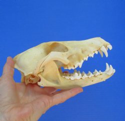 North American Coyote Skull, 7-3/4" x 3-3/4" - Buy this one for $44.99