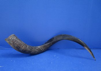 28 inches Half-Polished Kudu Horn (20 inches straight) - $62.99