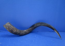 28 inches Half-Polished Kudu Horn (20 inches straight) - $62.99