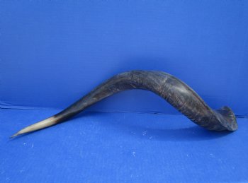 28 inches Half-Polished Kudu Horn (20 inches straight) - $62.99