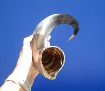 28 inches Half-Polished Kudu Horn (20 inches straight) - $62.99