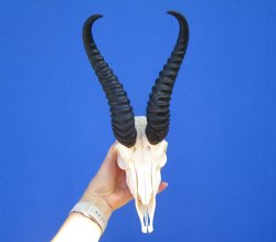 Male African Springbok Skull for Sale with 9-1/4 inches Horns <font color=red> Good Quality</font> (MISSING TEETH) for $69.99
