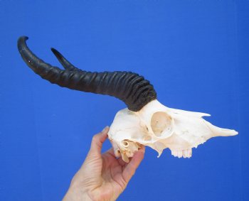 Male African Springbok Skull for Sale with 9-1/4 inches Horns <font color=red> Good Quality</font> (MISSING TEETH) for $69.99