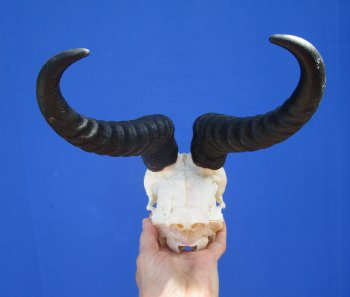 Male African Springbok Skull for Sale with 9-1/4 inches Horns <font color=red> Good Quality</font> (MISSING TEETH) for $69.99