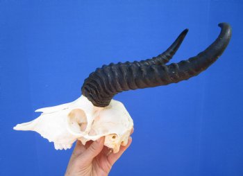 Male African Springbok Skull for Sale with 9-1/4 inches Horns <font color=red> Good Quality</font> (MISSING TEETH) for $69.99